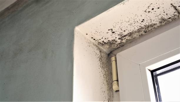 Best Basement Mold Removal  in Merchantville, NJ