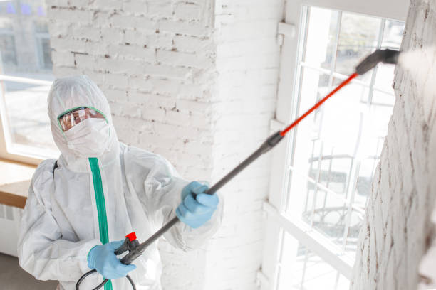 Environmental Consulting for Mold Prevention in Merchantville, NJ
