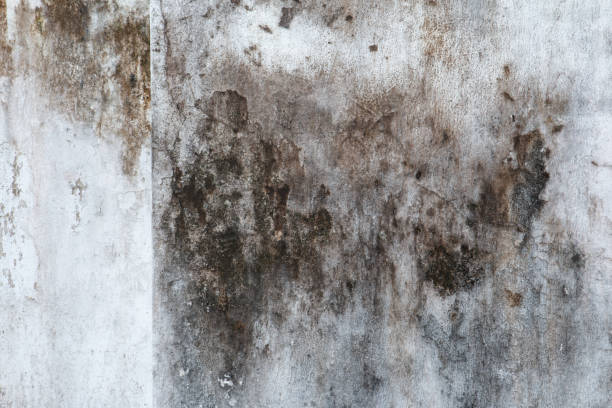 Best Post-Construction Mold Inspection  in Merchantville, NJ
