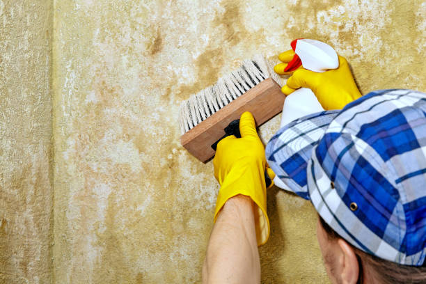 Mold Odor Removal Services in Merchantville, NJ