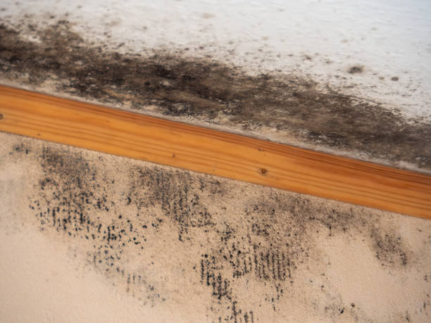 Best Environmental Consulting for Mold Prevention  in Merchantville, NJ