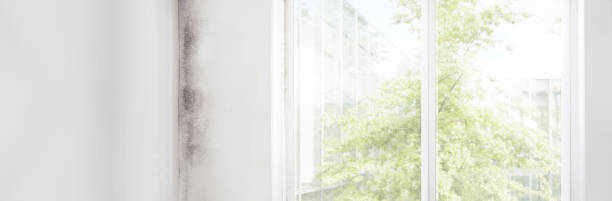 Reliable Merchantville, NJ Mold Removal Solutions