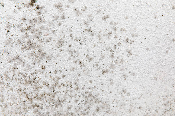 Best Mold Remediation for Rental Properties  in Merchantville, NJ