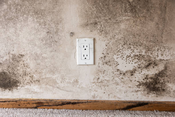 Mold Remediation for Rental Properties in Merchantville, NJ