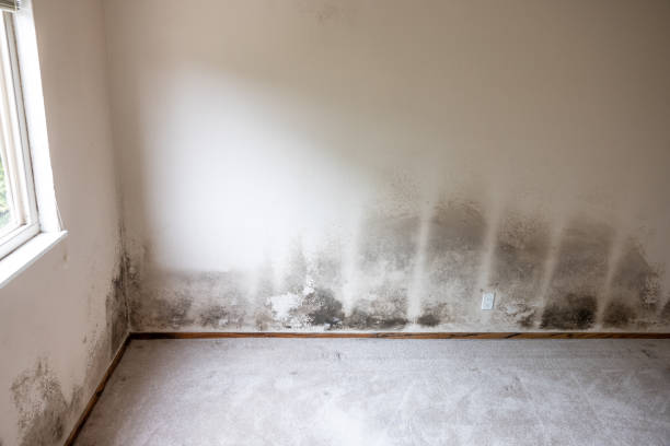 Dehumidification Services in Merchantville, NJ