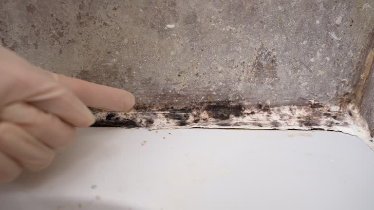 Best Mold Odor Removal Services  in Merchantville, NJ